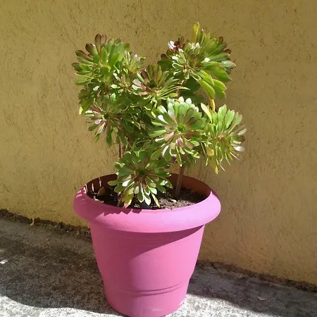 Апартаменты Harmony House Агия-Параскеви