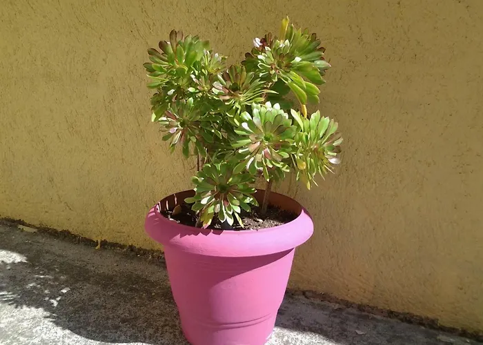 Appartement Harmony House Agia Paraskevi (Skiathos)